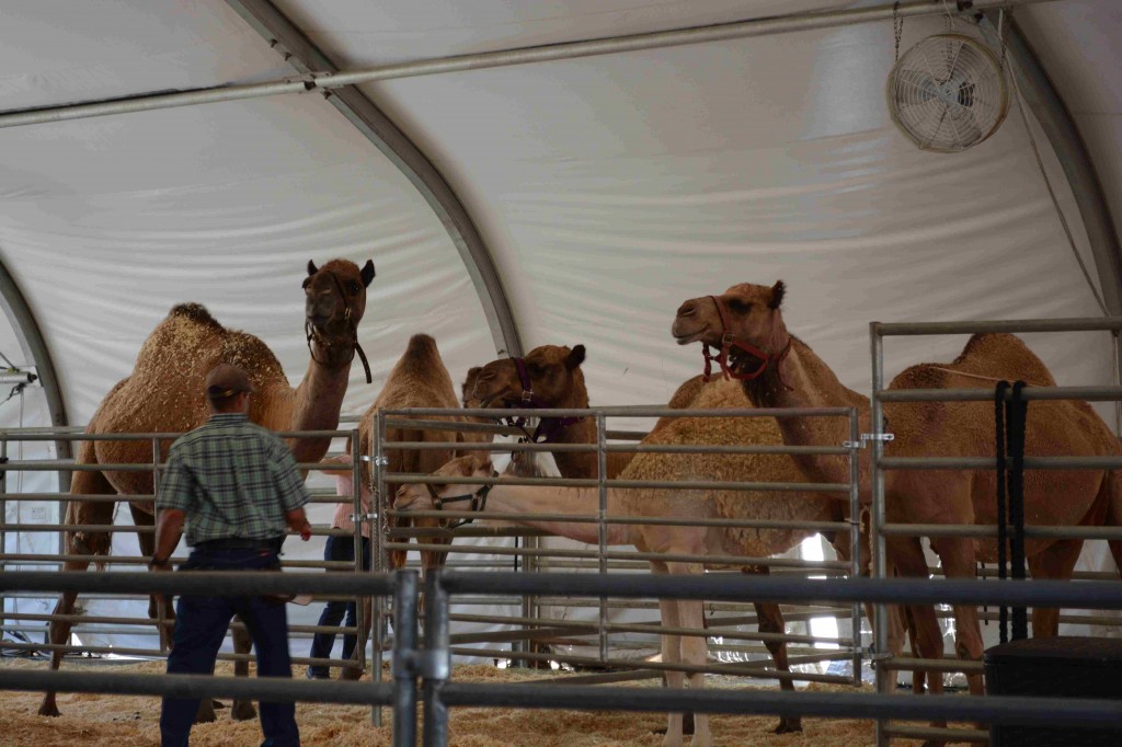 Camels 005a