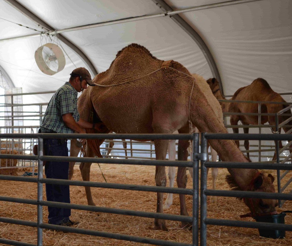 Camels 013a