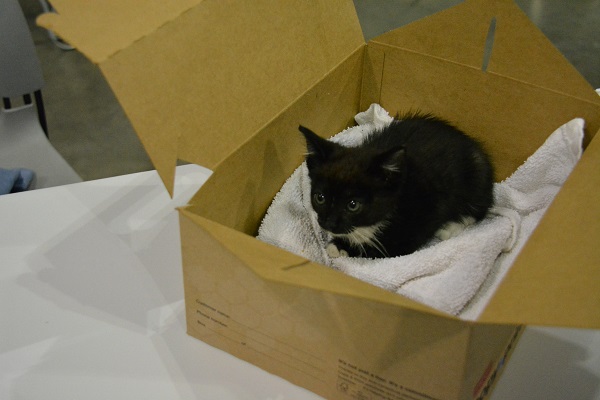 kitten-in-box