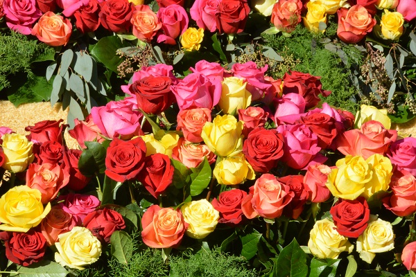 multicolored-roses1