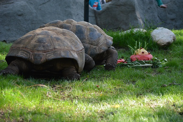 tortoises-with-cake