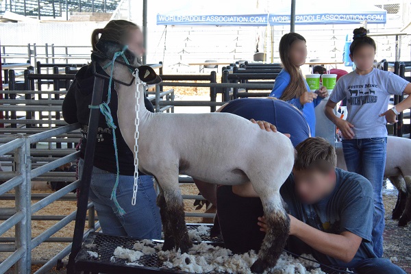 Closeup of sheep shearing