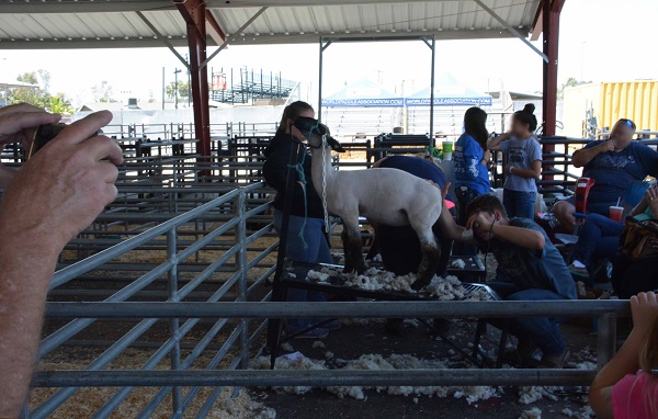 spectators take pictures of sheep shearing