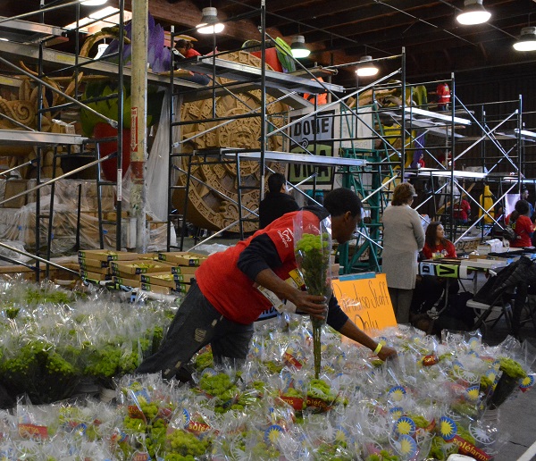 Donate Life volunteer float decorator chooses bunch of dried green flowers