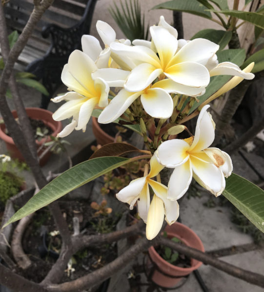 white plumeria blossoms with yellow centers in a flowerpot on a patio