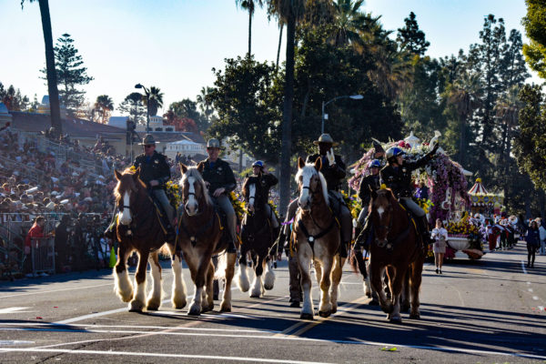 Five CHP officers trot by on Clydesdales, Palominos and Percheron at Rose Parade 2019