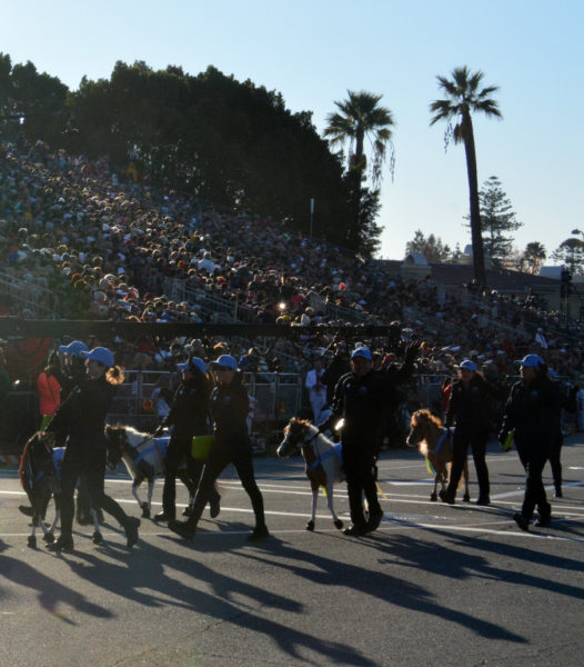 Walkers lead four small gold horses with white manes, just shorter than waist-high, onto the parade route