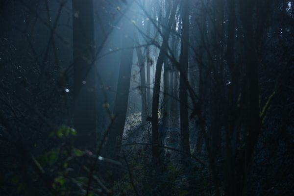 Bluish light shows through stark trees' skeletons in a creepy forest at night