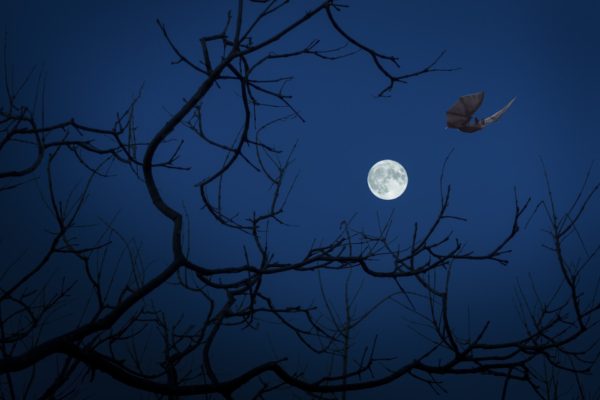 Halloween full moon and bat through tree branches