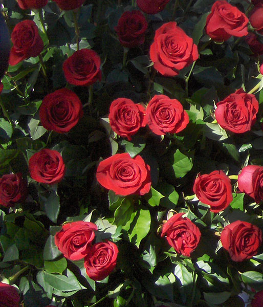 Red roses growing outside Tournament House