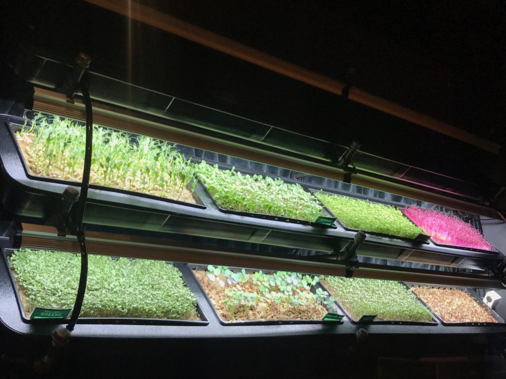 ten different crops grow in an indoor hydroponic wall from InHouse Produce