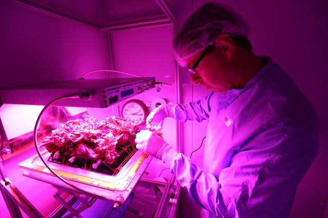 Matt Romeyn, in a lab suit, examines plants in a growth chamber at Kennedy Space Center