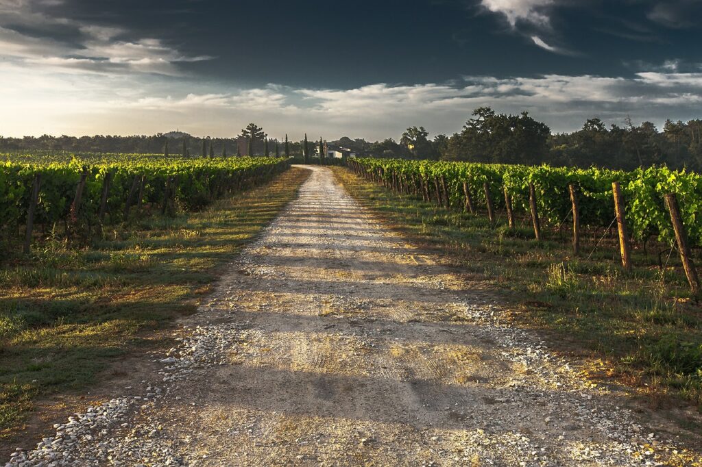 Road between vineyard fields with clouds and trees in the distance