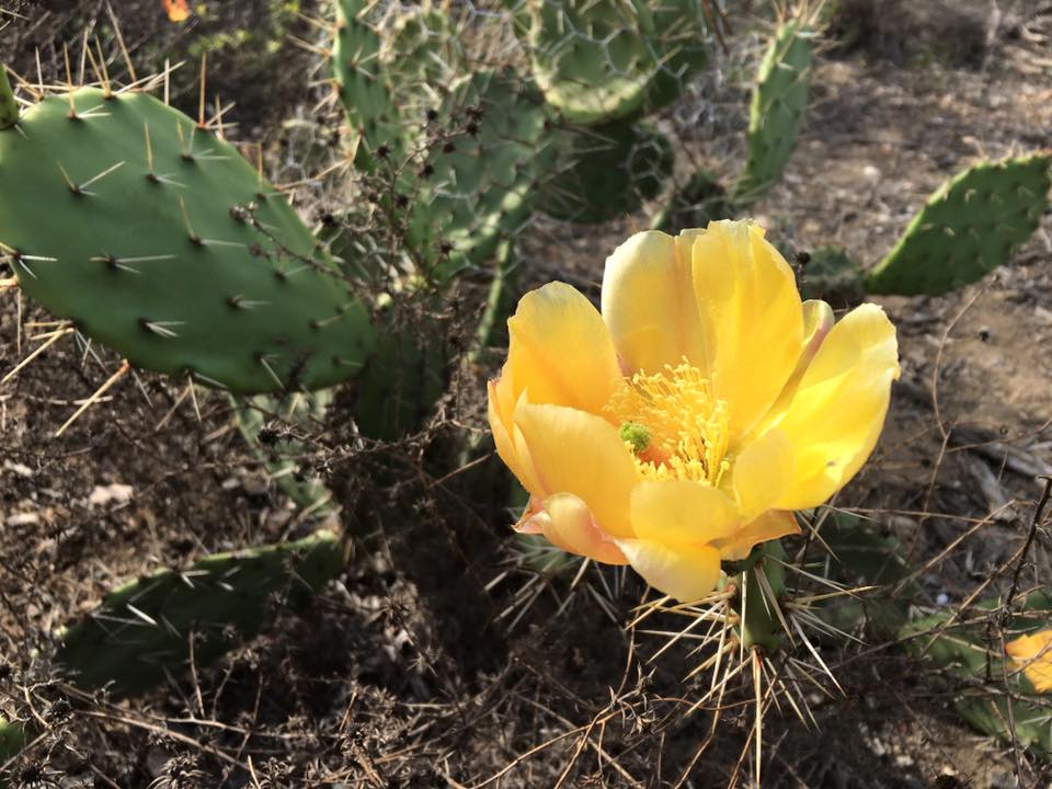 A cup-shaped gold cactus flower in full bloom beside a cactus plant