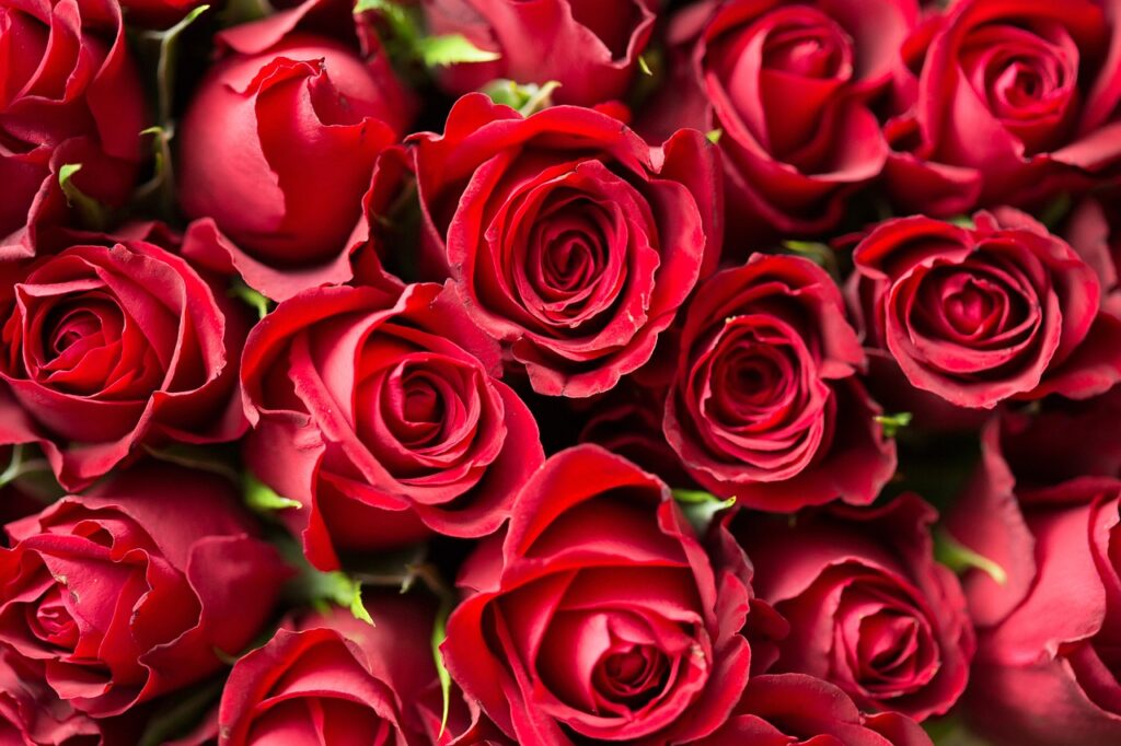 Closeup of bouquet of red roses