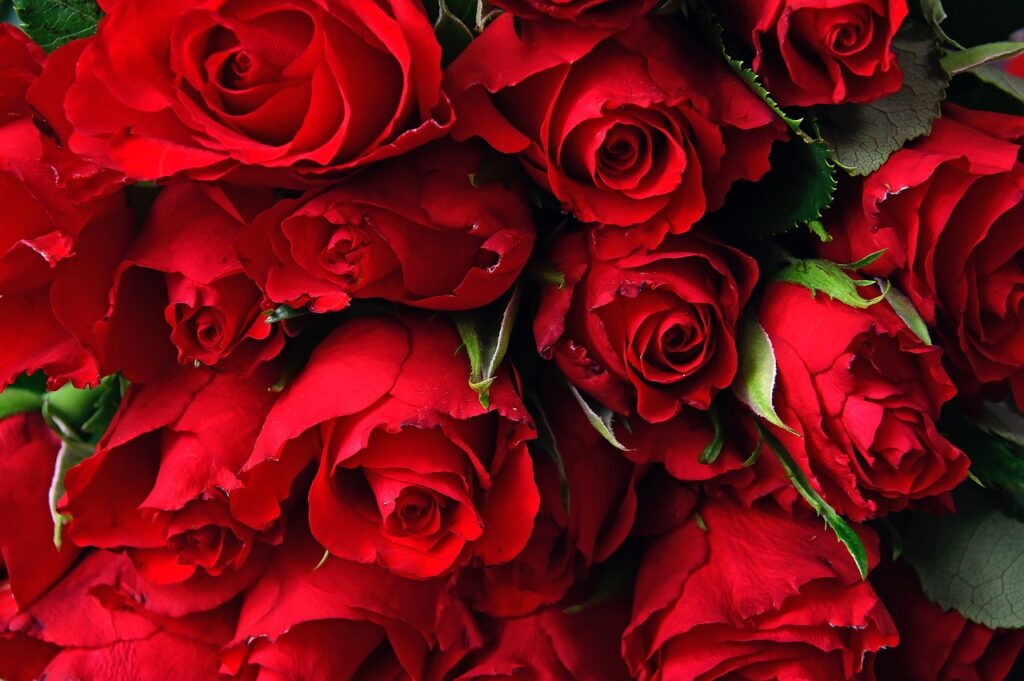 Closeup of a dozen red roses