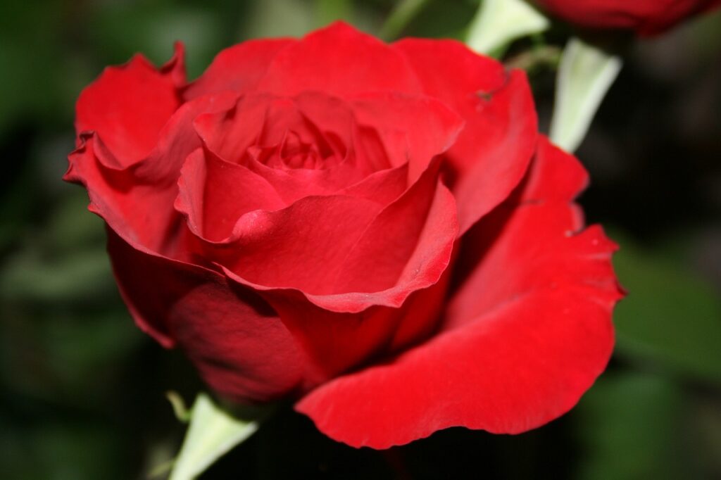 Closeup of red rose in full bloom