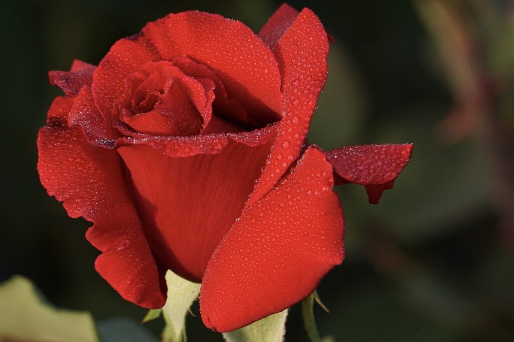 Closeup of opening red rosebud