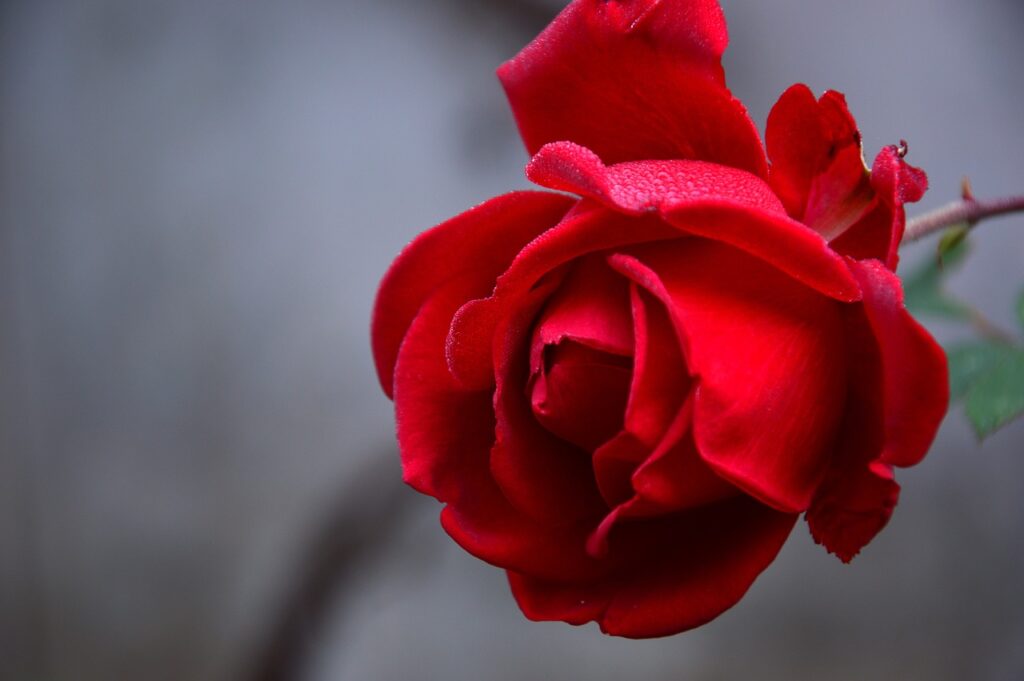 A red rosebud against a blurred gray background
