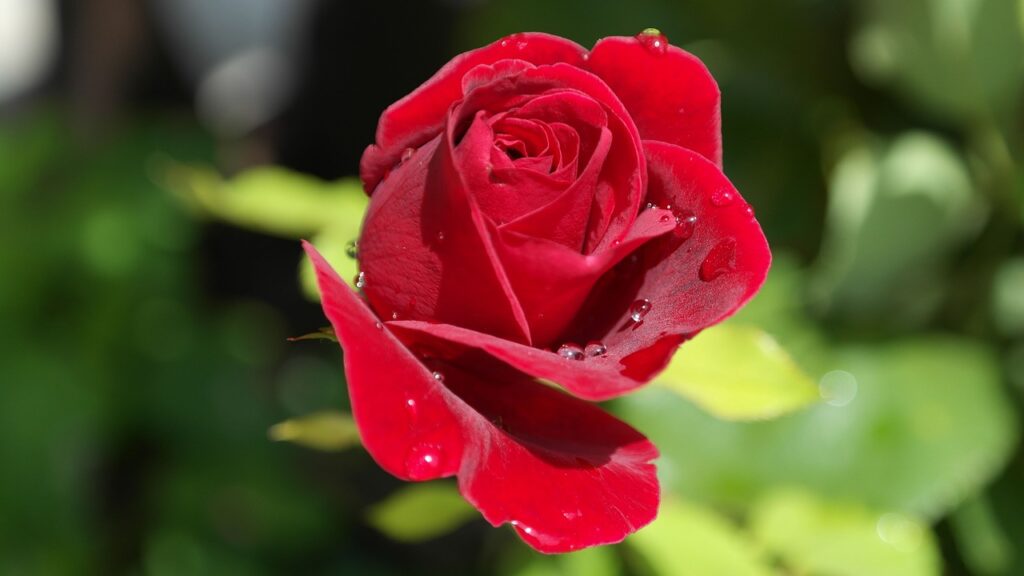 Closeup of a red rose near a blurred green background