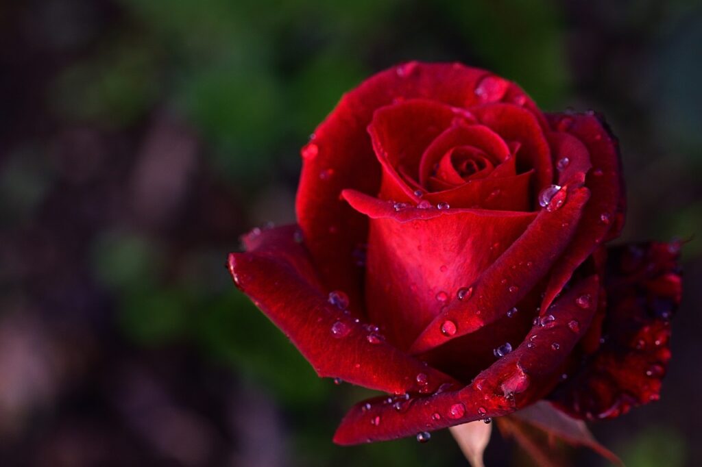 Closeup of red half-opened rose against a dark green background