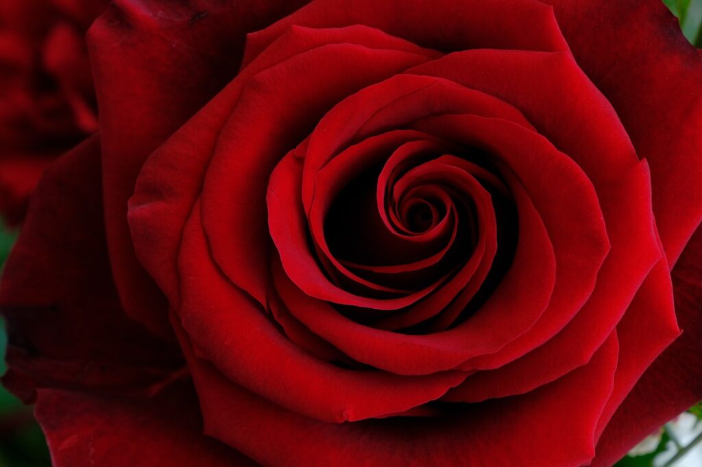 Closeup of full-blown red rose