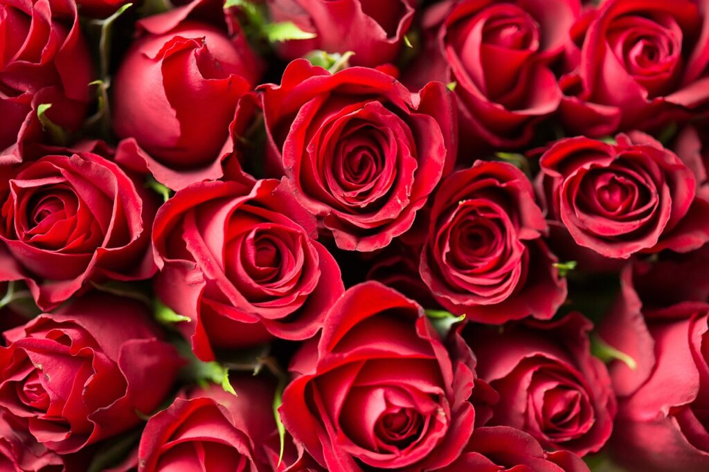 A dozen red roses in closeup.