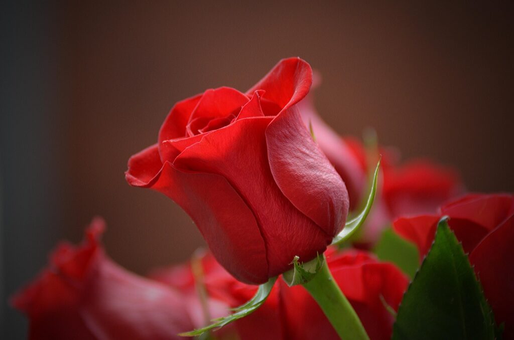 Sunrise lights the petals of a red rosebud with other red roses in the background