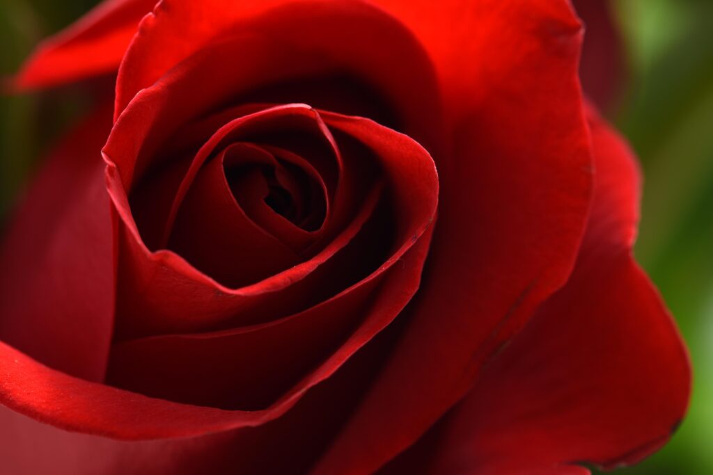 Closeup of red rose